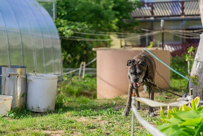 Portrait of an old german boxer dog at the backyard 