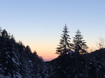 Snow covered trees against clear sky