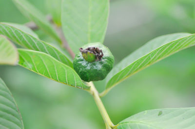 Close-up of insect on leaf