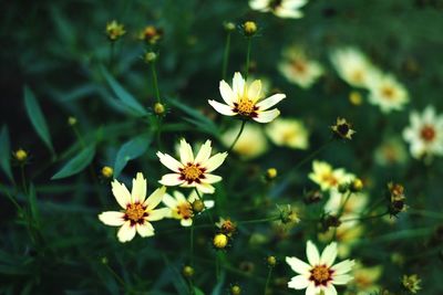 Close-up of white flowers blooming outdoors