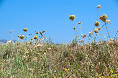 Plants growing on field against blue sky