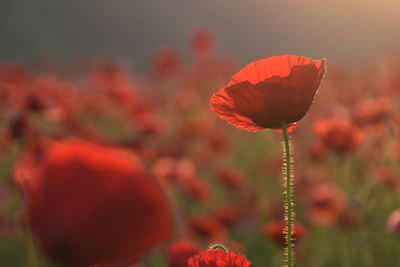 Close-up of red poppy flower on field