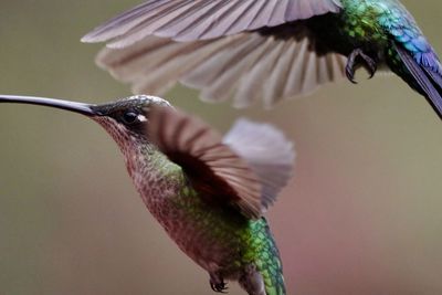 Close-up of bird flying