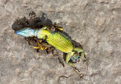 High angle view of insect on rock