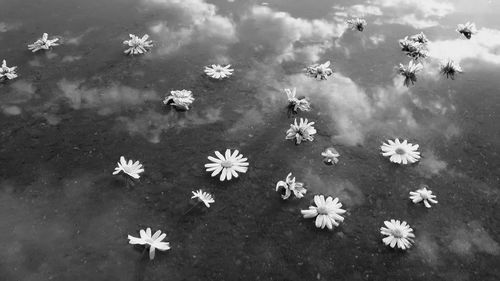 High angle view of daisy flowers floating on lake with reflection