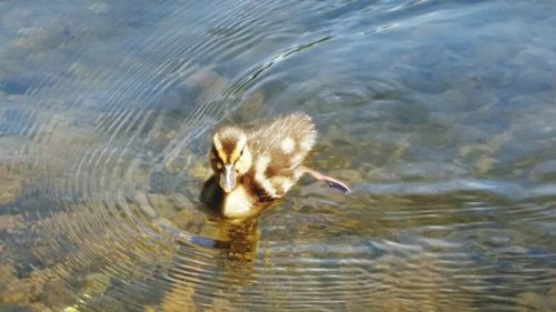 High angle view of duck swimming in lake