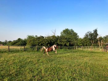 Horse in the field