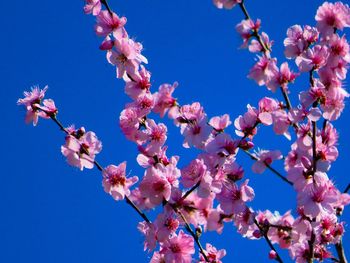 Low angle view of pink flowers blooming against blue sky