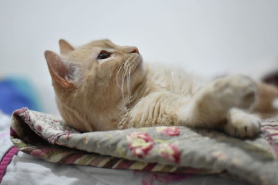 Close-up of a cat resting on bed