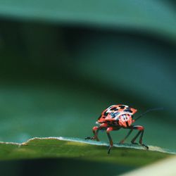 Close-up of insect on leaf