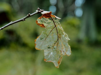 Close-up of dry leaves on plant during autumn