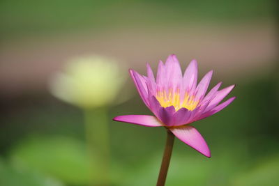 Close-up of pink water lily