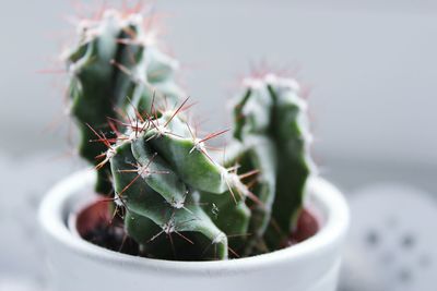 Close-up of cactus plant