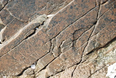 Close-up of lizard on rock