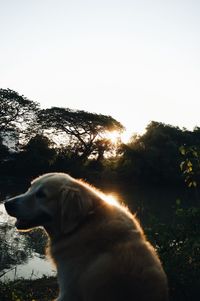 Dog looking away while sitting by lake during sunset