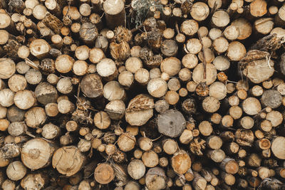 Stack of logs in sawmill