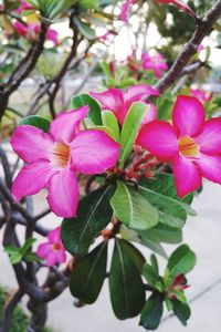 Close-up of pink flowers blooming on tree