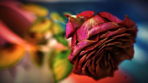 Close-up of rose blooming outdoors