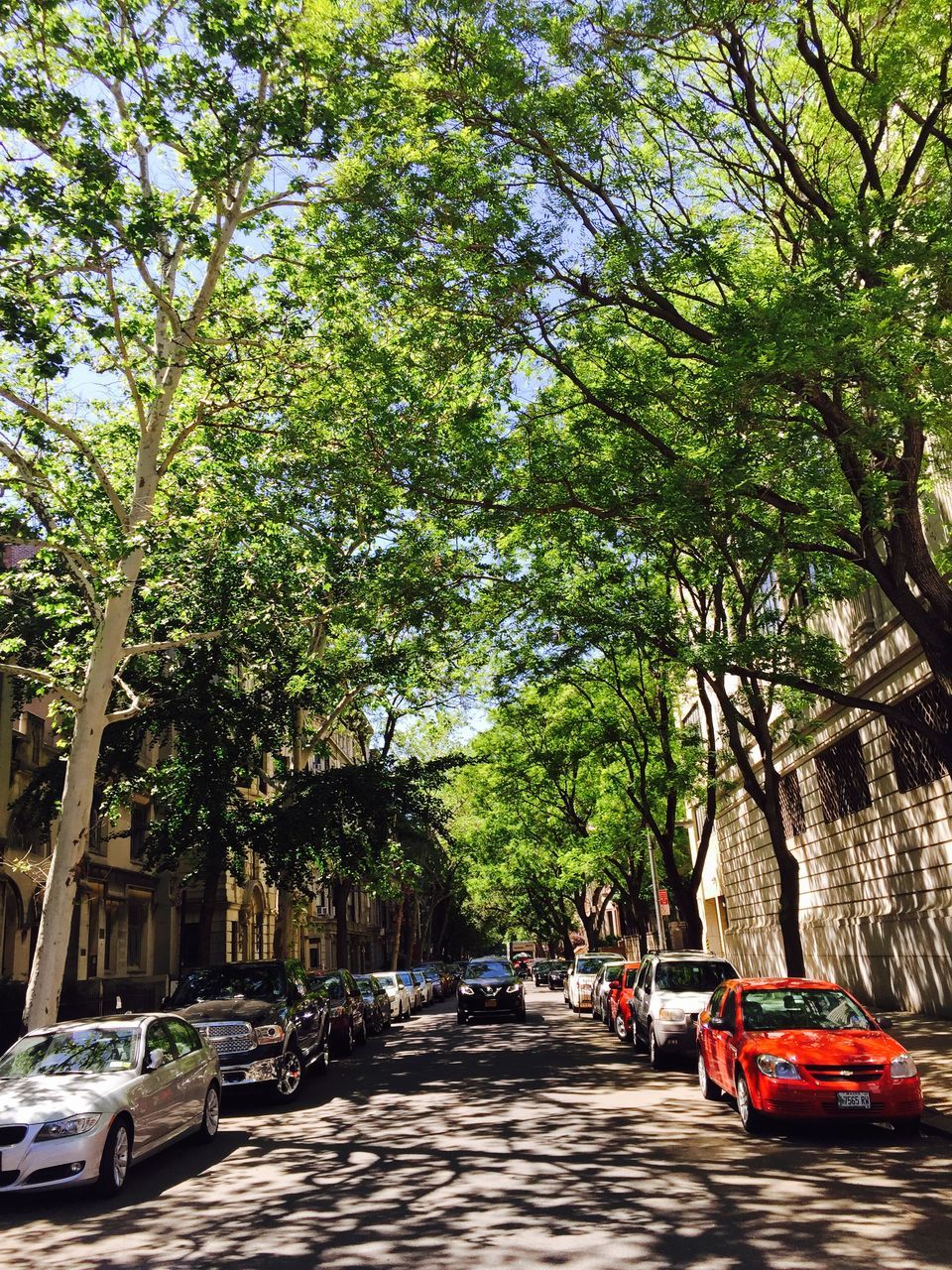 tree, transportation, the way forward, car, street, mode of transport, land vehicle, growth, road, branch, incidental people, footpath, treelined, building exterior, built structure, green color, architecture, tree trunk, day, outdoors