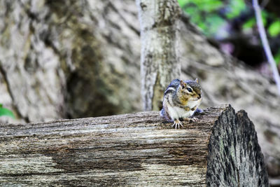 Close-up of chipmunk on tree trunk