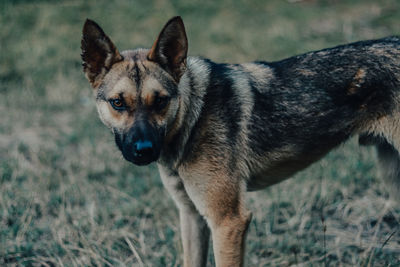 Portrait of dog standing on field