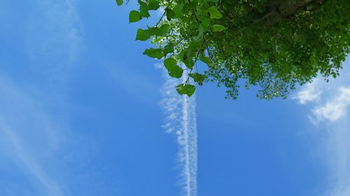 Low angle view of trees against blue sky