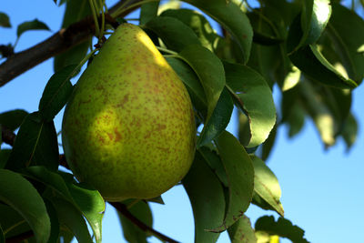 Low angle view of fruits growing on tree