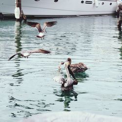Pelicans swimming in marina
