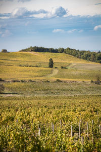 Scenic view of agricultural field against sky