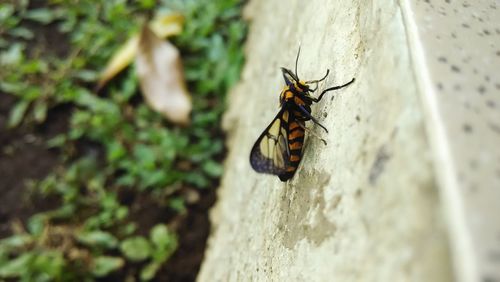 Close-up of insect