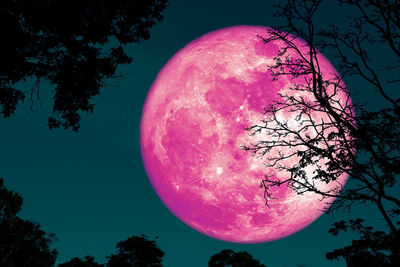 Low angle view of pink and trees against sky