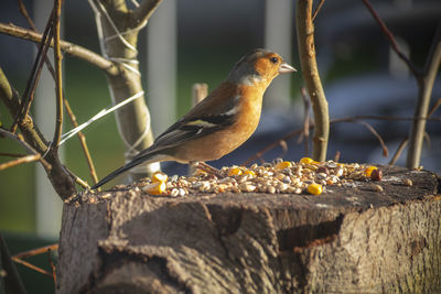 Close-up of bird perching on branch