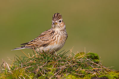 Close-up of bird perching on leaf