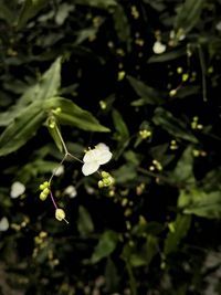 Close-up of white flowers