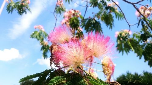 Low angle view of pink flowering plant against sky