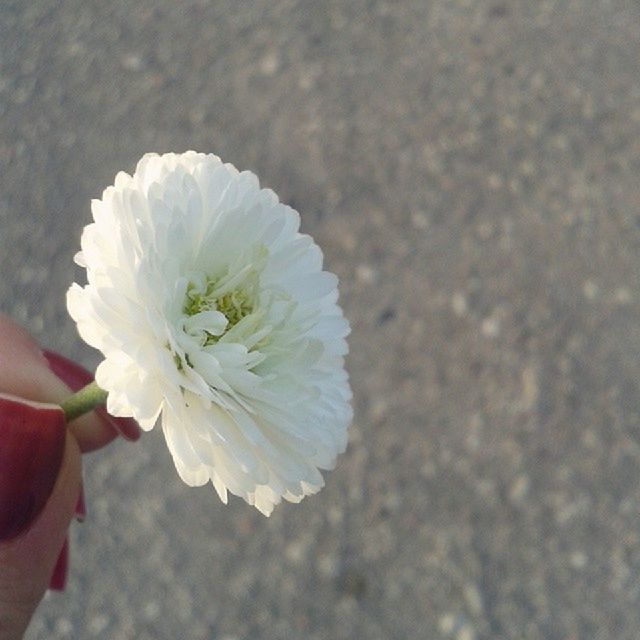 flower, petal, freshness, flower head, fragility, white color, single flower, close-up, person, beauty in nature, focus on foreground, pollen, part of, nature, cropped, blooming, one person, holding, white, outdoors