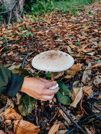 Hand picking parasol mushroom in autumn forest