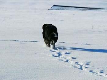 Dog on field during winter