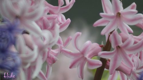 Close-up of pink flowers