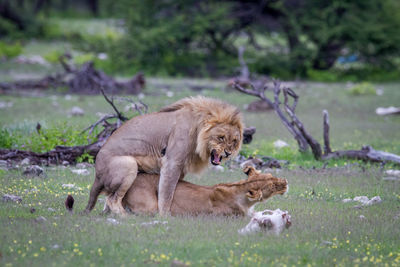 Lions mating on land