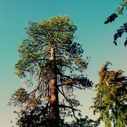 Low angle view of trees against clear blue sky