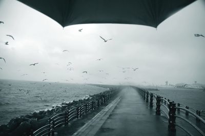 Birds flying over sea against sky