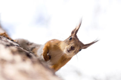 Close-up of squirrel