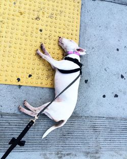 High angle view of bull terrier relaxing on footpath