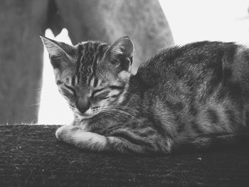 Close-up of a cat resting