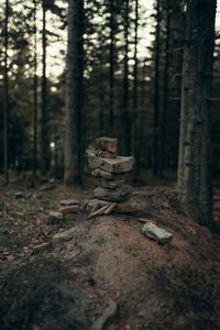 View of stacked rocks in forest