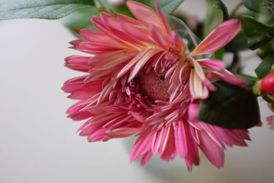 Close-up of pink flowers blooming outdoors