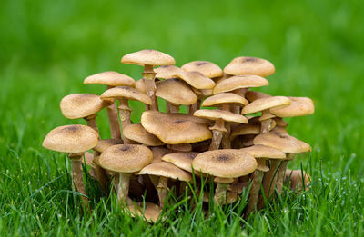 Close-up of mushrooms growing on field