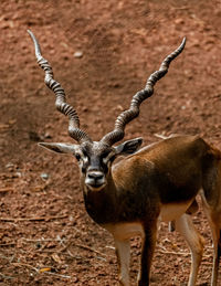 Deer standing on field