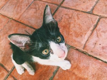 High angle portrait of cat